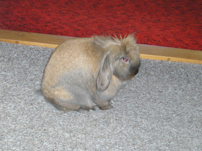 Matý