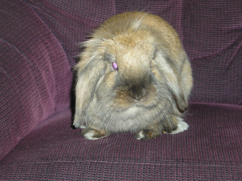 na křesle